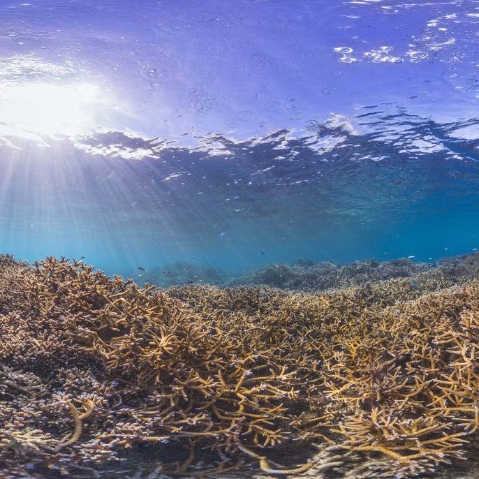 A healthy reef in American Samoa on Dec. 2014.