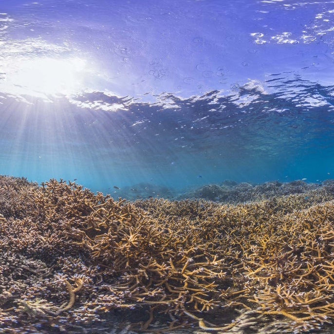 A healthy reef in American Samoa on Dec. 2014.