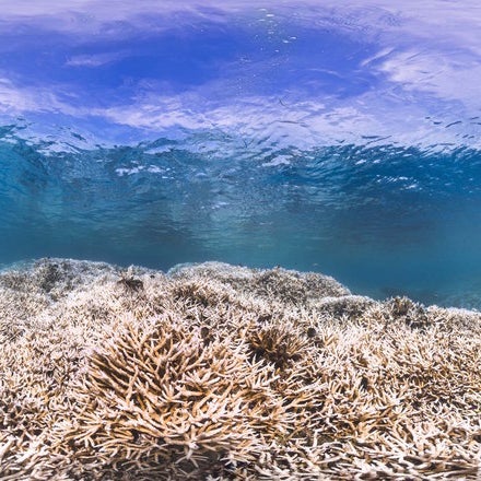 The same reef on Feb. 2015 during a bleaching.