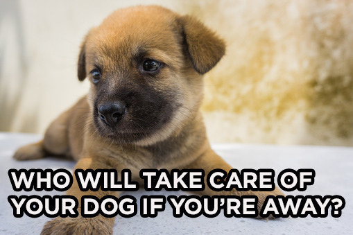 15 Important Things To Think About Before You Adopt A Dog