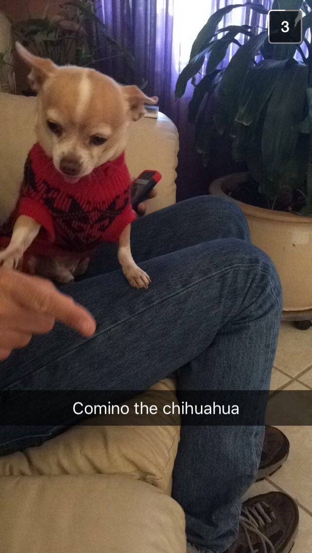 7 Adorable Pups We Met On Snapchat