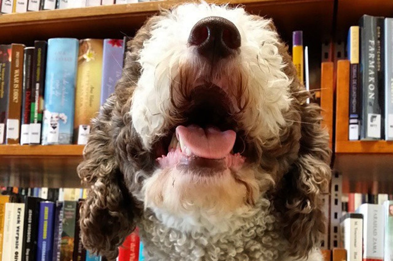21 Dogs With Books Who Are Too Cute For Words