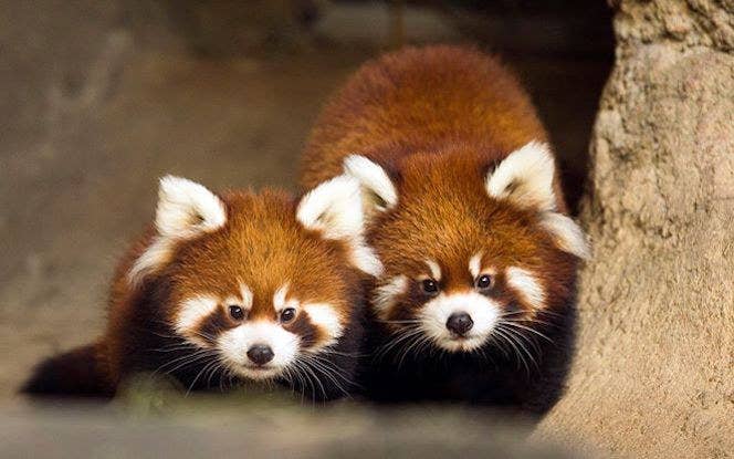 Adorable Red Panda Cubs Make Public Debut At Chicago Zoo