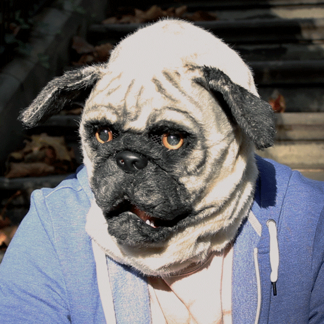 What's that you hear? Yes, it's the sound of a pack of pugs conspiring to destroy this monstrous thing.Price: $77.09