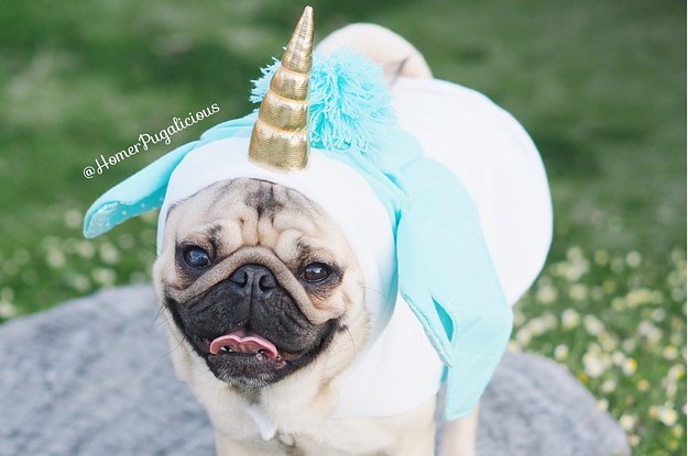 baby pugs in halloween costumes