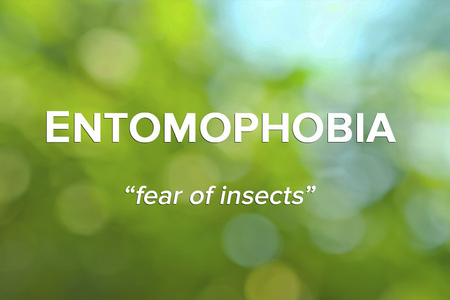 While many people may dislike bugs, some people have a deep fear of them. In the past, bugs have been the vessels that have carried potentially fatal diseases like malaria and West Nile disease.