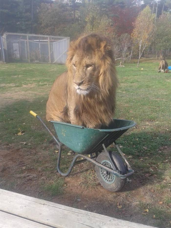 This Lion Got Into A Wheelbarrow At A Zoo And It Was Pretty Whimsical