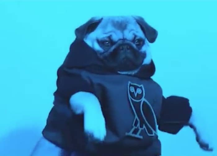 TOP 10 FUNNIEST PUG VIDEOS OF ALL TIME on Make a GIF