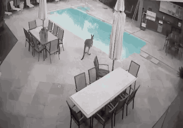 "We've had ducks in the pool before, but never a kangaroo, so when my parents kept hearing the splashing they decided to check it out and found the kangaroo trying to get out".