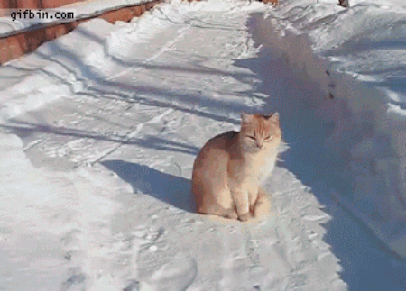 The cats love it, you love it...why not make a sport out of it? Exactly!
