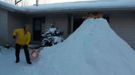 Just shoveling piles of snow, but as a professional sport. And with corgis. Why haven't they thought of this?