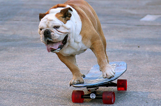 Tillman, The Famous Skateboarding Bulldog, Has Died