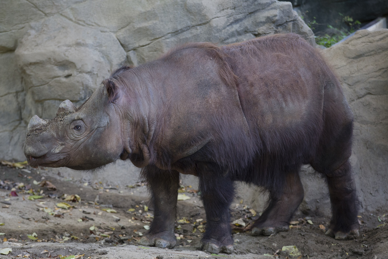 The Last Sumatran Rhino In The Western Hemisphere Is Leaving The U.S.