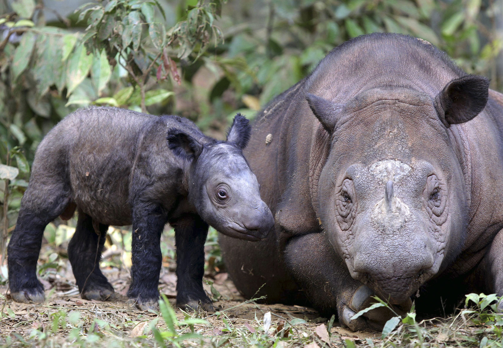 The Last Sumatran Rhino In The Western Hemisphere Is Leaving The U.S.