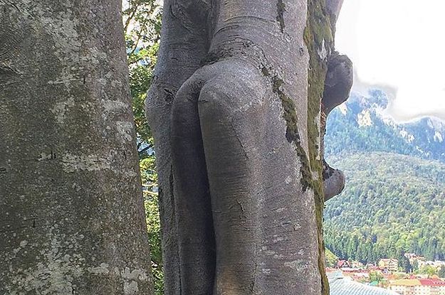 A tree trunk that looks like an elephant leg. : r/mildlyinteresting