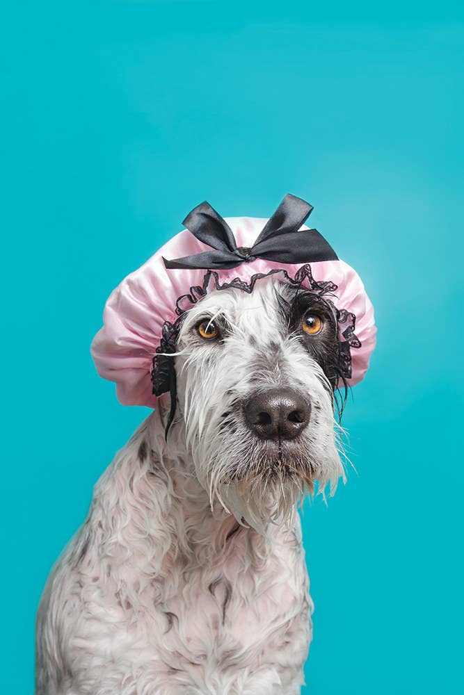 15 perros a los que no les gusta especialmente bañarse