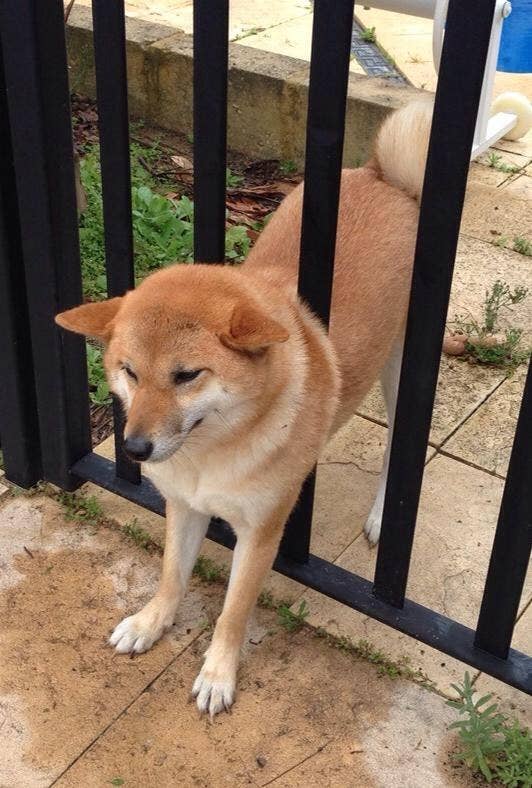 11 Shibas Who Keep Getting Stuck In Things