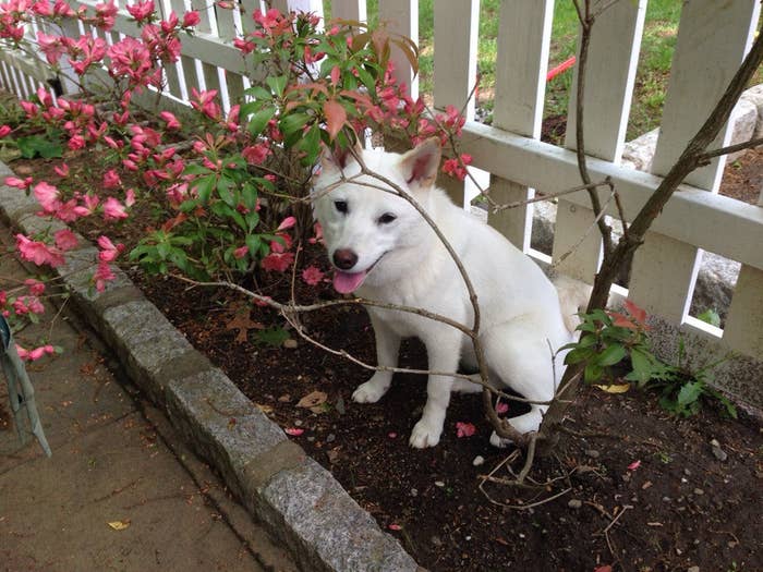 11 Shibas Who Keep Getting Stuck In Things