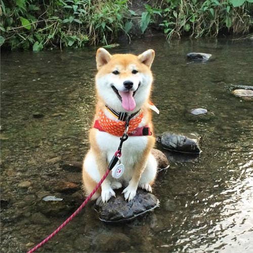 11 Shibas Who Keep Getting Stuck In Things
