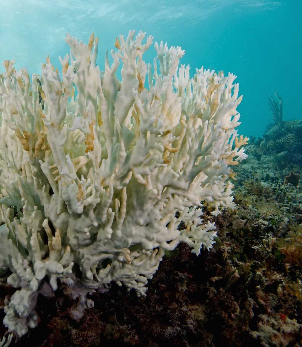 A Massive Global Coral Bleaching Event Is Now Underway And It Could ...