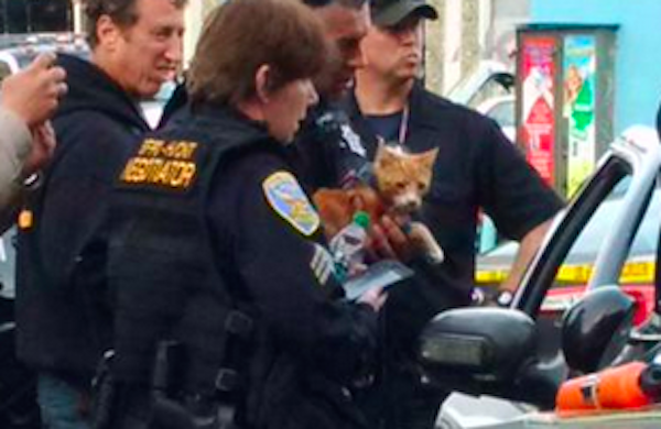 SF cops use cat to coax suicidal man off ledge