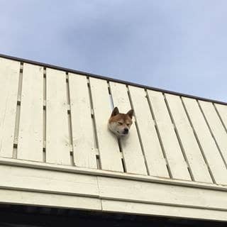 11 Shibas Who Keep Getting Stuck In Things