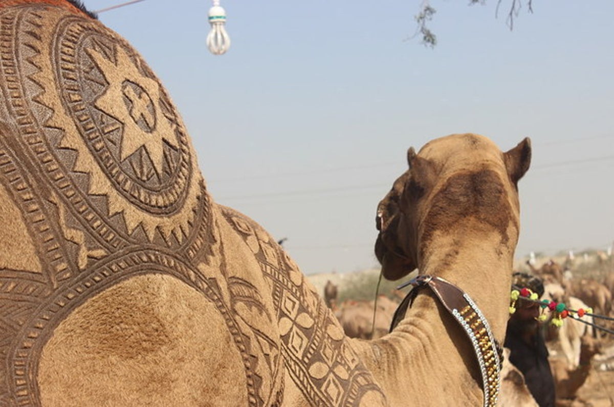 Barbers In Pakistan Are Giving Beautiful Haircuts To Camels