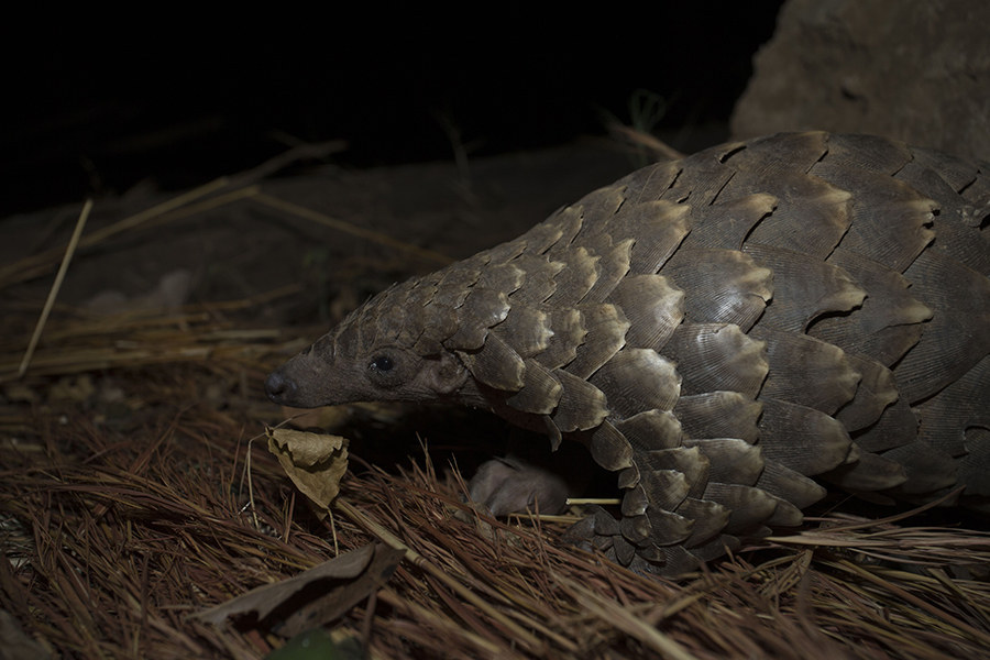 These Pangolins Are The Most Magical Things You'll See All Day