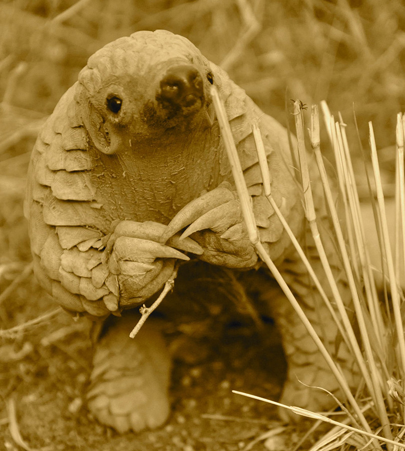 These Pangolins Are The Most Magical Things You'll See All Day