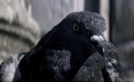 «Pigeon double-take».