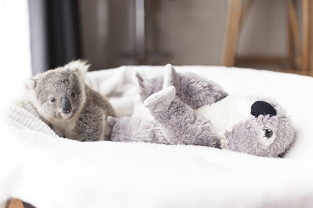 A Baby Koala Did A Photoshoot And The Footage From Behind The Scenes Is Too Cute To Handle