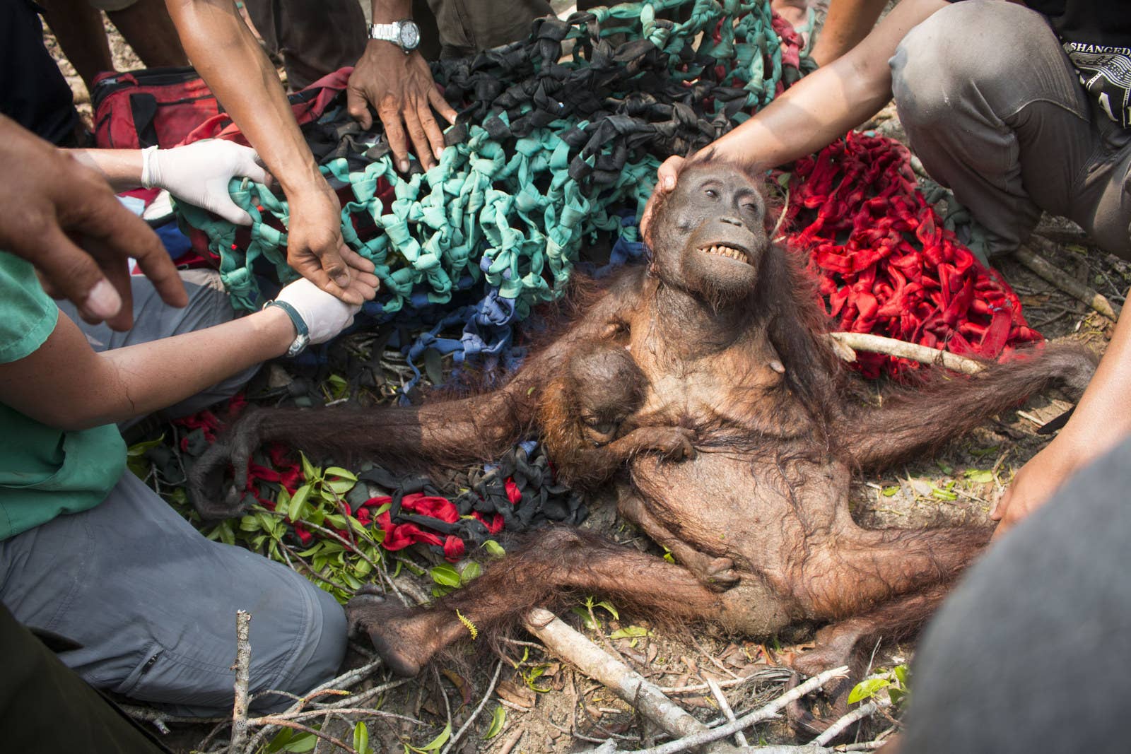 This Orangutan And Her Baby Were Rescued Just In Time From A Forest Fire In  Indonesia