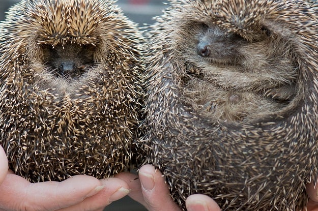 Should The Hedgehog Be Britain's National Symbol?