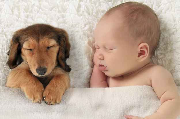 Should You Get A Puppy Or Have A Baby should-you-get-a-puppy-or-have-a-baby