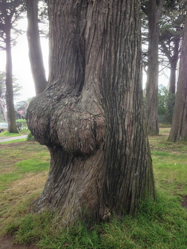 Tree Butt 103