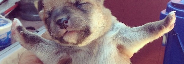 15 Cachorros Recien Nacidos Listos Para Comerse El Mundo