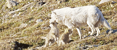 Wolves
