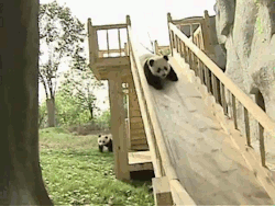 Pandas