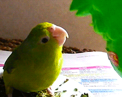 Parrots