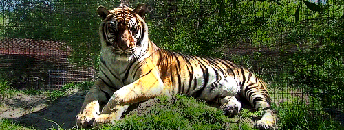 Tigers