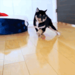 Dogs