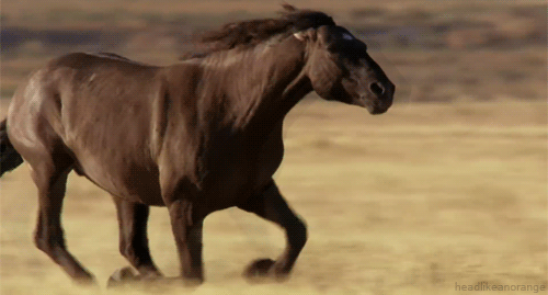 Horses