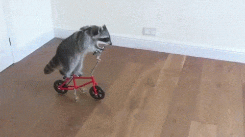 Raccoons