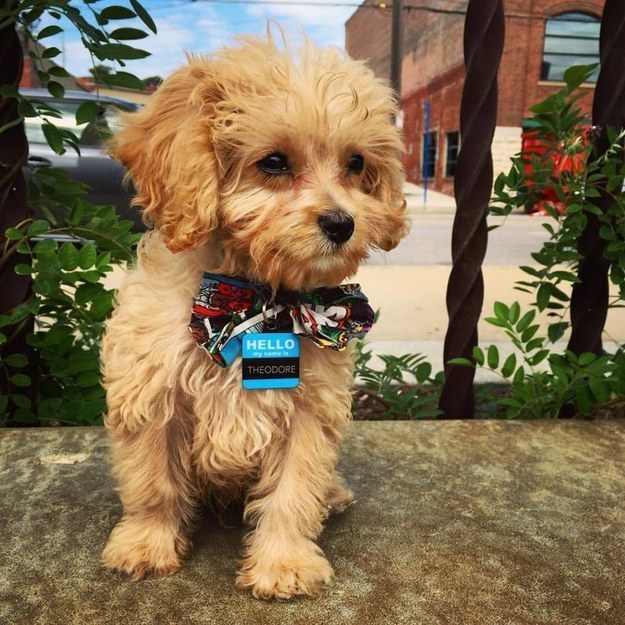 a puppy standing by a metal gate outside