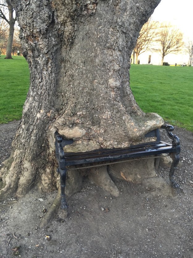 tree slowly consuming a bench