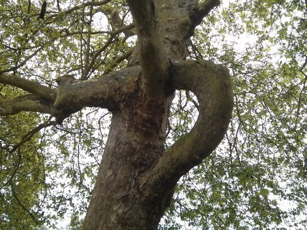 tree that can literally handle anything