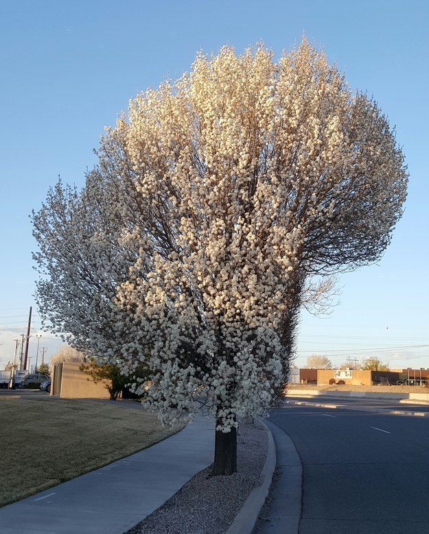 tree with an edgy haircut