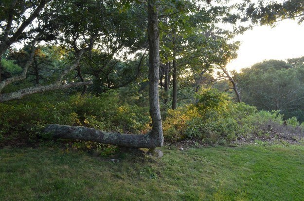 tree growing at a right angle because it makes its own rules