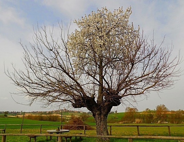 tree growing out of another tree's face just to spite it