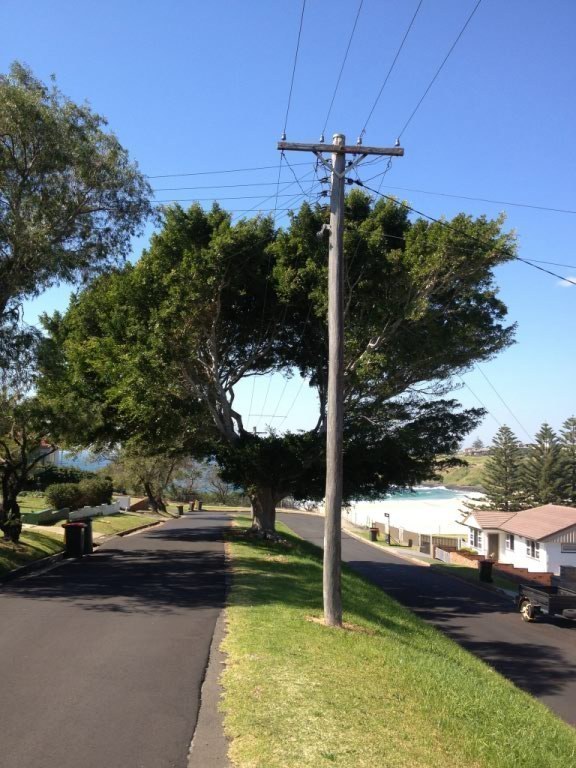 tree that doesn't let a little thing like telephone wires ruin its day